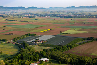 Vue aérienne de Plantation fruitière de la ferme fruitière et asperge Gensheimer à Winden à Steinweiler dans le département Rhénanie-Palatinat, Allemagne