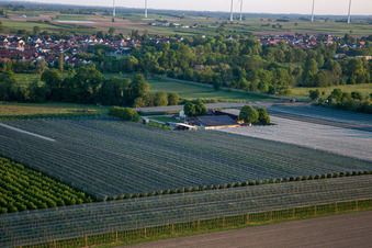 Ferme fruitière et spagel de Gensheimer à Steinweiler dans le département Rhénanie-Palatinat, Allemagne vue d'en haut