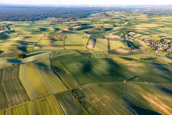 Vue aérienne de Paysage de champs vallonnés et de prairies au sud de la forêt de Bienwald près de Seebach en Alsace à Siegen à Seebach dans le département Bas Rhin, France
