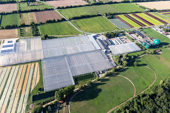 Vue aérienne de Rudolf Sinn Young Plants GmbH à Lustadt dans le département Rhénanie-Palatinat, Allemagne