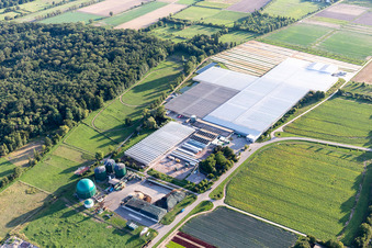 Vue aérienne de Rudolf Sinn Young Plants GmbH à Lustadt dans le département Rhénanie-Palatinat, Allemagne