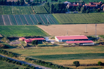 Vue aérienne de Ferme avicole et ferme d'œufs à Erlenbach bei Kandel dans le département Rhénanie-Palatinat, Allemagne
