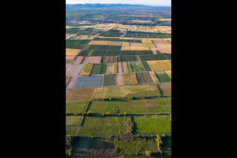Vue aérienne de Site d'atterrissage spécial UL à Billigheim-Ingenheim dans le département Rhénanie-Palatinat, Allemagne