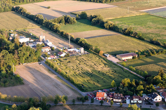 Labyrinthe - Labyrinthe sur un champ de maïs à Seehof à Steinweiler dans le département Rhénanie-Palatinat, Allemagne d'en haut