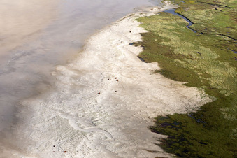 Vue aérienne de Bétail dans les dunes sur la plage de sable à Fanø dans le département Syddanmark, Danemark