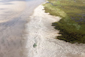 Vue aérienne de Bétail dans les dunes sur la plage de sable à Fanø dans le département Syddanmark, Danemark