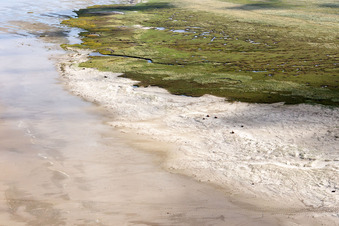 Photographie aérienne de Bétail dans les dunes sur la plage de sable à Fanø dans le département Syddanmark, Danemark