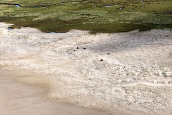 Vue oblique de Bétail dans les dunes sur la plage de sable à Fanø dans le département Syddanmark, Danemark