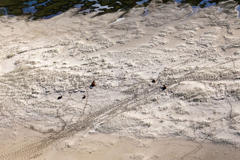 Bétail dans les dunes sur la plage de sable à Fanø dans le département Syddanmark, Danemark d'en haut