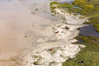 Bétail dans les dunes sur la plage de sable à Fanø dans le département Syddanmark, Danemark vue d'en haut