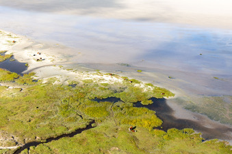 Vue d'oiseau de Bétail dans les dunes sur la plage de sable à Fanø dans le département Syddanmark, Danemark