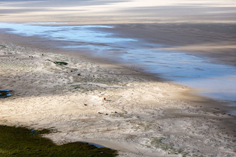 Bétail dans les dunes sur la plage de sable à Fanø dans le département Syddanmark, Danemark vue du ciel