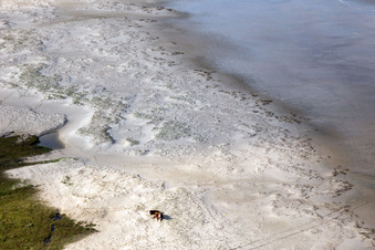 Enregistrement par drone de Bétail dans les dunes sur la plage de sable à Fanø dans le département Syddanmark, Danemark