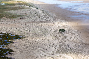 Bétail dans les dunes sur la plage de sable à Fanø dans le département Syddanmark, Danemark du point de vue du drone