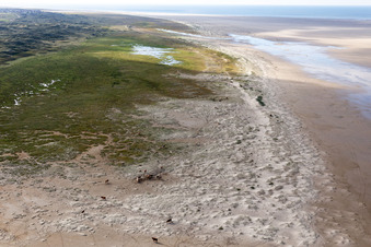 Bétail dans les dunes sur la plage de sable à Fanø dans le département Syddanmark, Danemark d'un drone