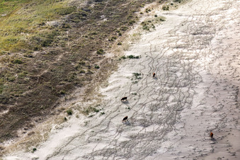 Bétail dans les dunes sur la plage de sable à Fanø dans le département Syddanmark, Danemark vu d'un drone