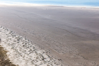 Vue aérienne de Bétail dans les dunes sur la plage de sable à Fanø dans le département Syddanmark, Danemark