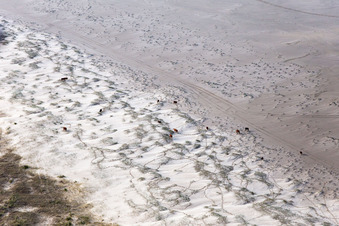 Photographie aérienne de Bétail dans les dunes sur la plage de sable à Fanø dans le département Syddanmark, Danemark