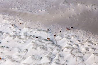 Vue aérienne de Paysage de plage de sable le long de la côte de la mer du Nord à Fanø à Fanø dans le département Syddanmark, Danemark