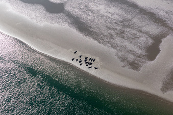 Vue aérienne de Lions de mer et phoques communs dans la crique de marée jusqu'au banc de sable Peter Meyers à Fanø dans le département Syddanmark, Danemark