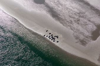Vue aérienne de Lions de mer et phoques communs dans la crique de marée du banc de sable Peter Meyers au sud de l'île de Fanø, en mer du Nord à Fanø dans le département Syddanmark, Danemark