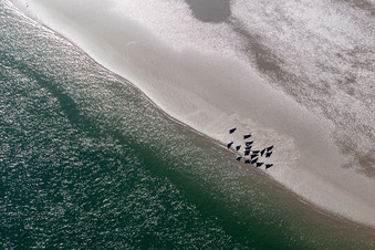 Vue aérienne de Lions de mer et phoques communs dans la crique de marée jusqu'au banc de sable Peter Meyers à Fanø dans le département Syddanmark, Danemark