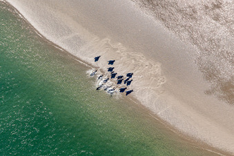 Vue aérienne de Lions de mer et phoques communs dans la crique de marée du banc de sable Peter Meyers au sud de l'île de Fanø, en mer du Nord à Fanø dans le département Syddanmark, Danemark