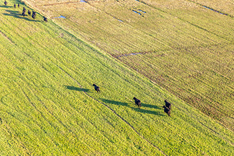 Enregistrement par drone de Parc national de la mer des Wadden à Fanø dans le département Syddanmark, Danemark