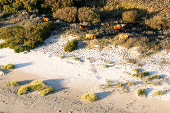Vue aérienne de Bétail dans les dunes à Fanø dans le département Syddanmark, Danemark