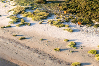 Vue aérienne de Bétail dans les dunes à Fanø dans le département Syddanmark, Danemark