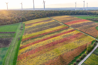 Vue aérienne de Vignobles au bord du Main à le quartier Obereisenheim in Eisenheim dans le département Bavière, Allemagne