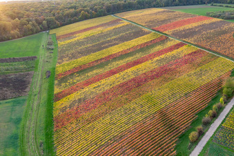 Photographie aérienne de Vignobles au bord du Main à le quartier Obereisenheim in Eisenheim dans le département Bavière, Allemagne