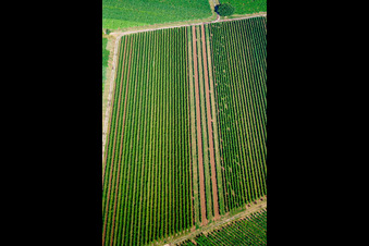 Vue aérienne de Vignobles à Billigheim-Ingenheim dans le département Rhénanie-Palatinat, Allemagne