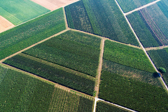 Vue aérienne de Motif de chemin de vigne à Rohrbach dans le département Rhénanie-Palatinat, Allemagne