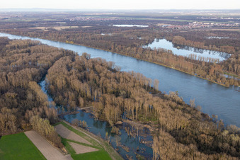 Vue aérienne de Inondations dans les prairies du Rhin (gorges de l'Altrhein) à Neupotz dans le département Rhénanie-Palatinat, Allemagne