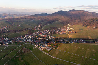 Vue aérienne de Vignobles et caves à Fessenbach à le quartier Zell in Offenburg dans le département Bade-Wurtemberg, Allemagne