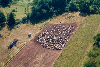 Vue aérienne de Structures herbeuses d'un pâturage avec troupeau de moutons à Eußerthal dans le département Rhénanie-Palatinat, Allemagne