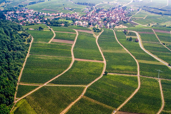 Vue aérienne de Vignobles en bordure de Hardt à Frankweiler dans le département Rhénanie-Palatinat, Allemagne