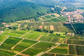 Vue aérienne de Vignoble sous l'avenue des Tilleuls à Gleisweiler dans le département Rhénanie-Palatinat, Allemagne