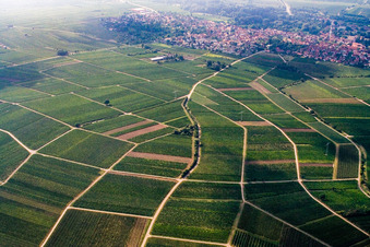 Vue aérienne de Vignoble entre Frankweiler et Godramstein à le quartier Godramstein in Landau in der Pfalz dans le département Rhénanie-Palatinat, Allemagne