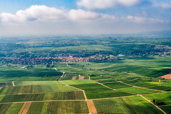 Vue aérienne de Vignoble au nord de Godramstein à le quartier Godramstein in Landau in der Pfalz dans le département Rhénanie-Palatinat, Allemagne
