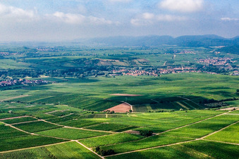 Vue aérienne de Vignoble au nord de Siebeldingen à le quartier Godramstein in Landau in der Pfalz dans le département Rhénanie-Palatinat, Allemagne