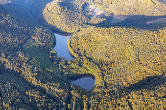 Vue aérienne de Zones forestières au bord du lac Seehofer-Weiher à Erlenbach bei Dahn dans le département Rhénanie-Palatinat, Allemagne