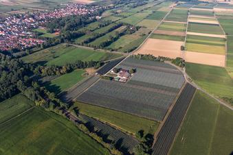 Vue aérienne de Asperges et Obsthof Gensheimer à Steinweiler dans le département Rhénanie-Palatinat, Allemagne