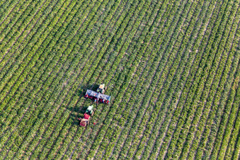 Vue aérienne de Récolte de légumes à Kandel dans le département Rhénanie-Palatinat, Allemagne