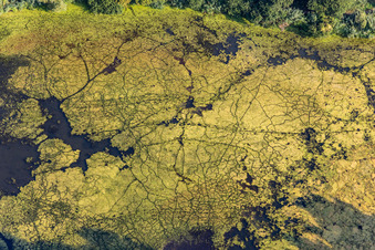 Vue aérienne de Lentilles d'eau sur la marque du poisson à Leimersheim dans le département Rhénanie-Palatinat, Allemagne