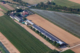 Vue aérienne de Hollerbühler Hof à Kandel dans le département Rhénanie-Palatinat, Allemagne