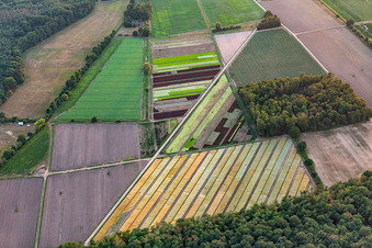 Vue aérienne de Salade colorée à Lustadt dans le département Rhénanie-Palatinat, Allemagne