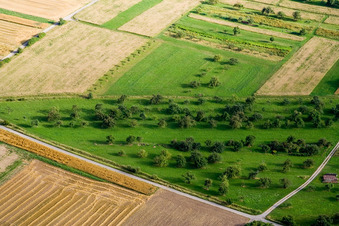 Photographie aérienne de Prairies fruitières à le quartier Pfäffingen in Ammerbuch dans le département Bade-Wurtemberg, Allemagne