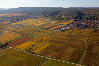 Vue aérienne de Vignobles aux couleurs automnales autour des villes de la plaine du Rhin en bordure du Haardt à Bobenheim am Berg dans le département Rhénanie-Palatinat, Allemagne